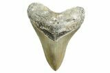 Serrated, Fossil Megalodon Tooth - North Carolina #367918-1